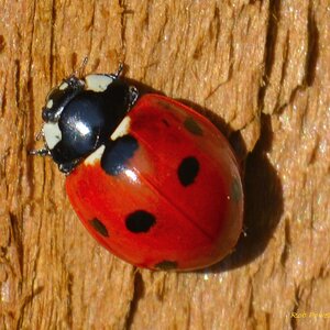 Ladybird