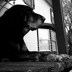 Old Dog of My Uncle's