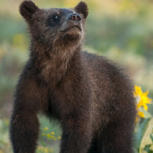 Grizzly Bear 399 on Grand Teton National Park's Pilgrim Creek Road