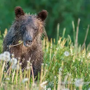 Grizzly Bear