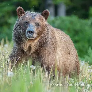 Grizzly Bear