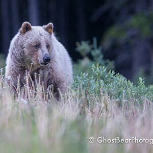 Kananaskis White Grizzly Bear on Highwood Pass