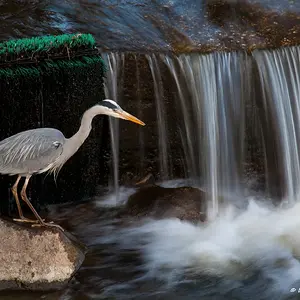Heron Fishing