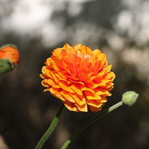 Some orange flower