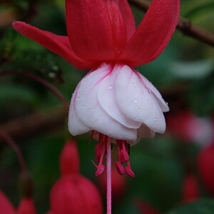 Kaka Beak