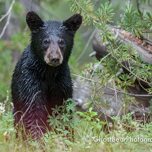 Black Bear