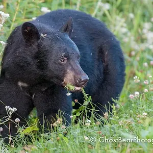 Black Bear