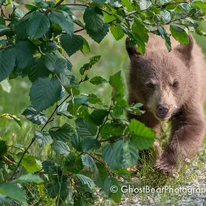 Black Bear