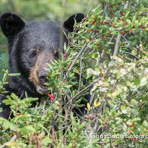 Black Bear on Jasper's Maligne Lake Road