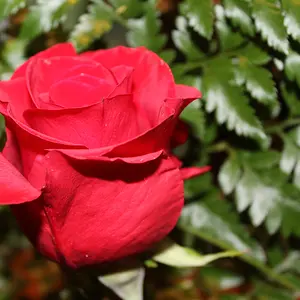 red rose