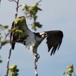 Osprey