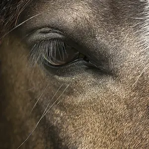 Horse Eye