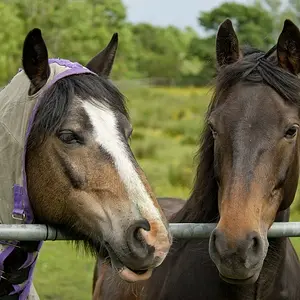 Horse Friends