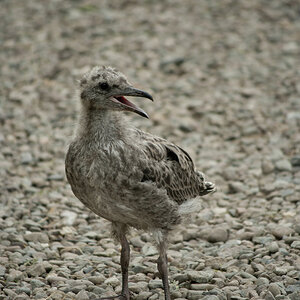Seagull Chick