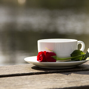 Table with Cup and Rose