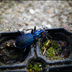 Dead Blue Ground Beetle