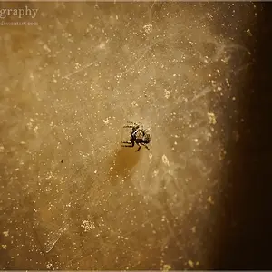 Tiny Jumping Spider