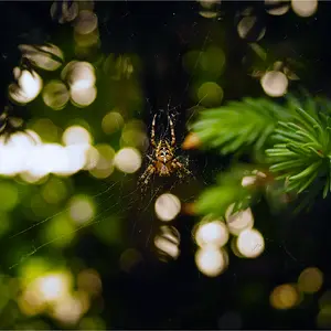 White Cross Spider