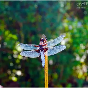 Broad-Bodied Chaser