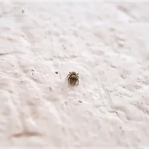 'nother Tiny Jumping Spider