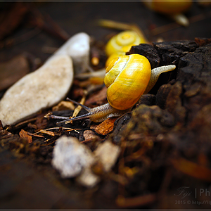 Yellow Snails