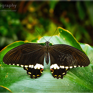 Common Mormon