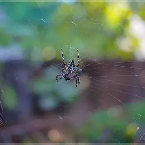 Black White Cross Spider