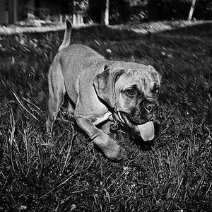 Acadia The Boxer Puppy