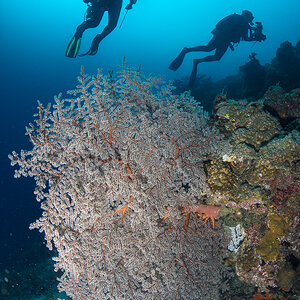 Divers & Sea Fan