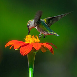 Hummingbird On Mexican Sunflower