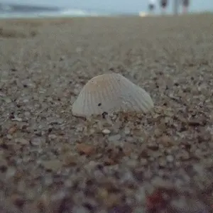 Lone Shell