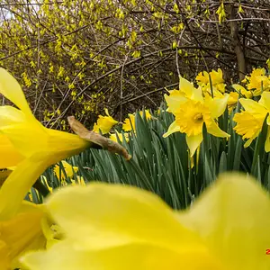 Abundance of Yellow