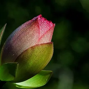 water lily bud
