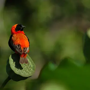 birdie