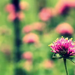 solitary