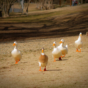 leader of the flock