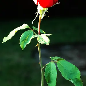 An American Beauty