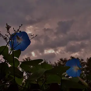 Looking to the sky