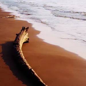 Lake Michigan Driftwood
