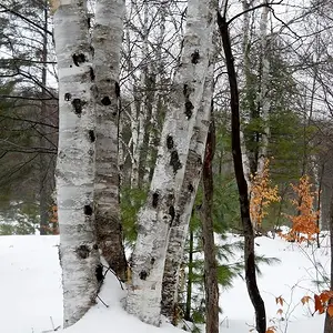 Winter Birch