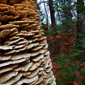 Fungi Tree