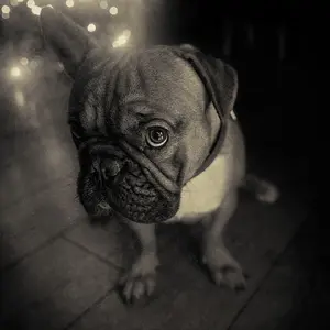 The Hound Dog Look