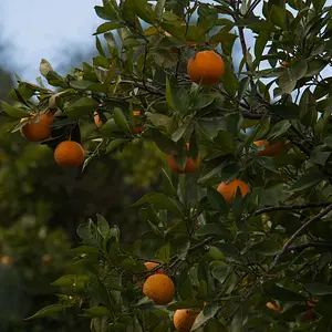 [No title]