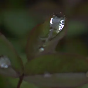 MACRO