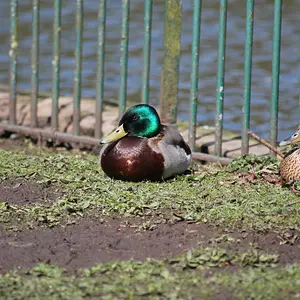 hanley park stoke on trent