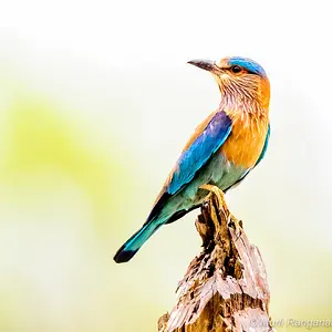 Indian roller