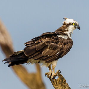 Osprey on the look out