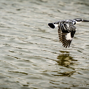 Pied kingfisher