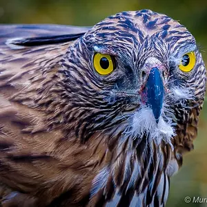 crested hawk eagle