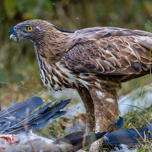 crested hawk eagle